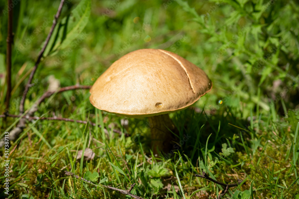 close up of summer Common Rustgull mushroom (Gymnopolis penetrans) close up of summer Common Rustgull mushroom (Gymnopolis penetrans)