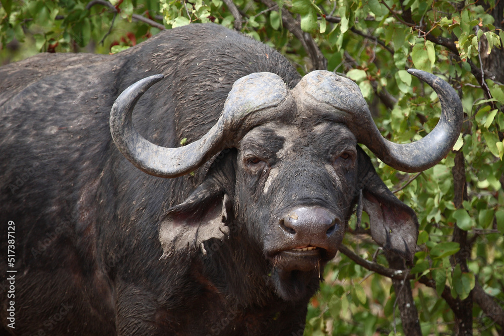 Naklejka premium Kaffernbüffel / African buffalo / Syncerus caffer