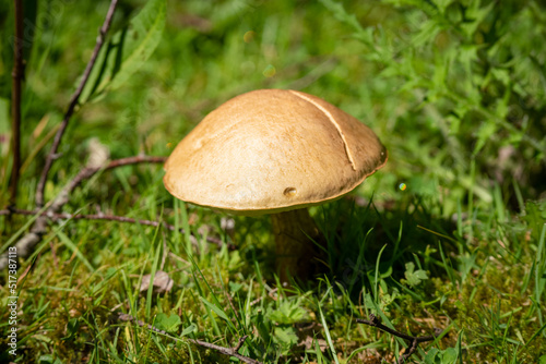 close up of summer Common Rustgull mushroom (Gymnopolis penetrans)