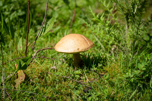 close up of summer Common Rustgull mushroom (Gymnopolis penetrans)