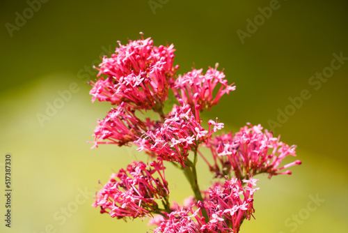 Pink flowers of the spur flower. Plant close-up against a green background. Centranthus.