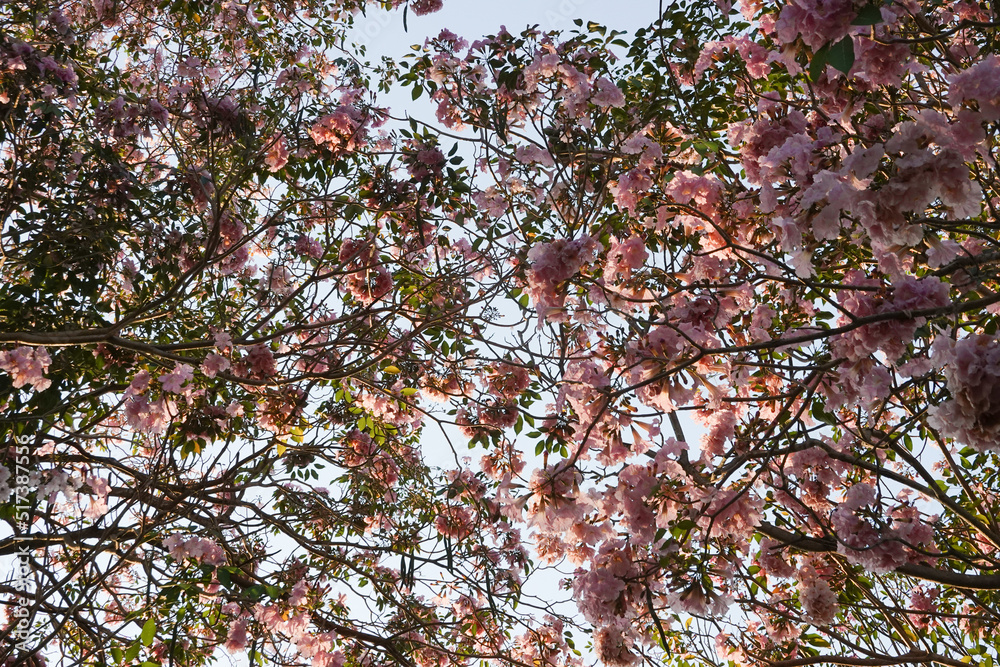 Close up Blooming Pink Flowers , Pink Tecoma, Pink Trumpet Tree and Rosy Trumpet-tree Close up Blooming Pink Flowers , Pink Tecoma, Pink Trumpet Tree and Rosy Trumpet-tree