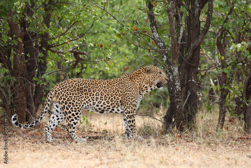 Leopard   Leopard   Panthera pardus.