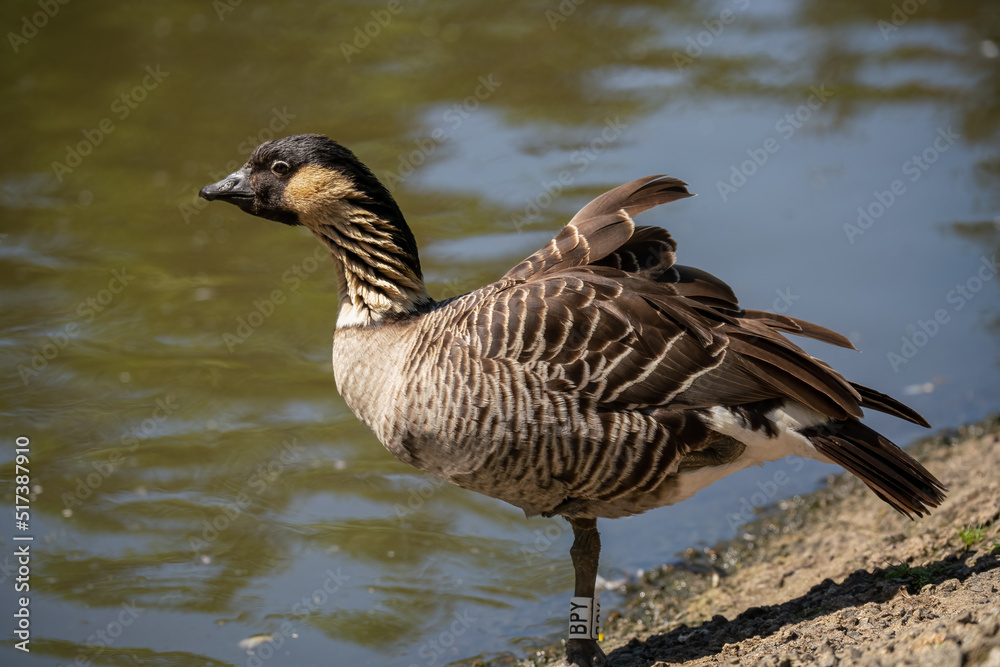 Fototapeta premium detailed close up of a Nene Hawaiian goose (Branta sandvicensis) 