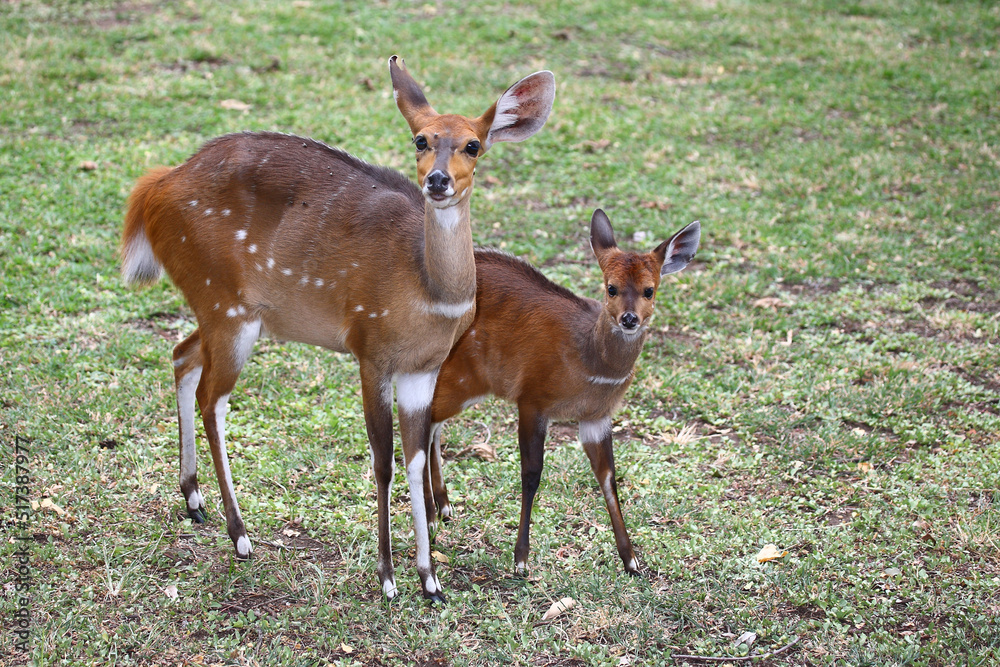 Fototapeta premium Buschbock / Bushbuck / Tregelaphus scriptus.