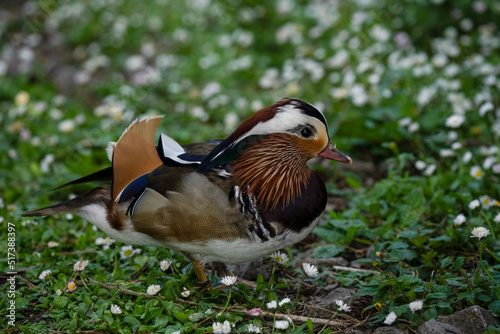 close up of a Mandarin duck (Aix galericulata) 