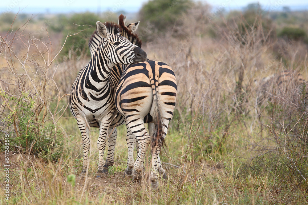 Obraz premium Steppenzebra / Burchell's zebra / Equus burchellii