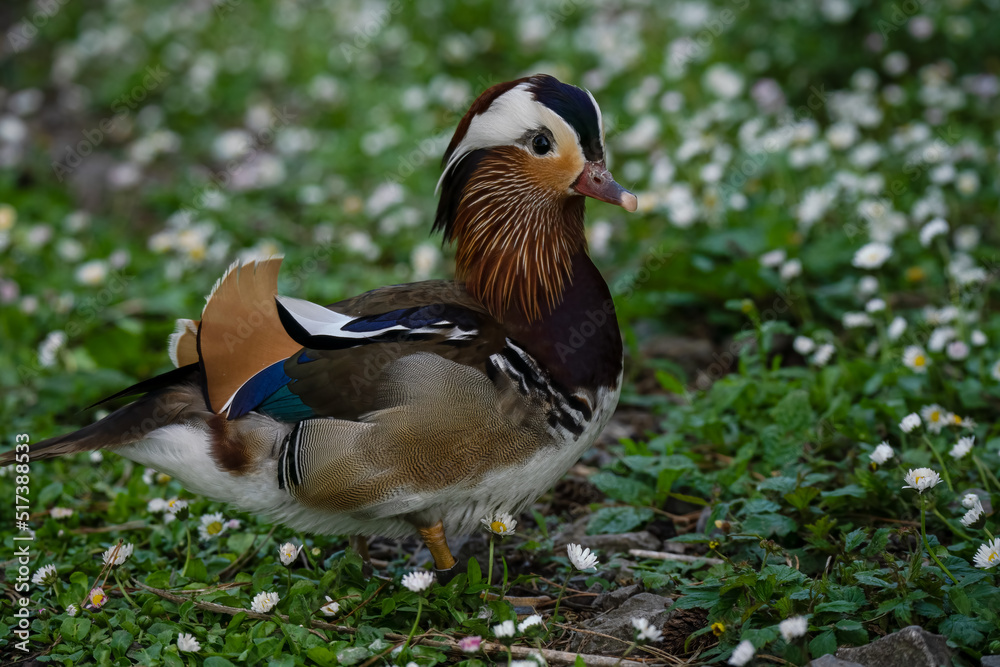 close up of a Mandarin duck (Aix galericulata) close up of a Mandarin duck (Aix galericulata)