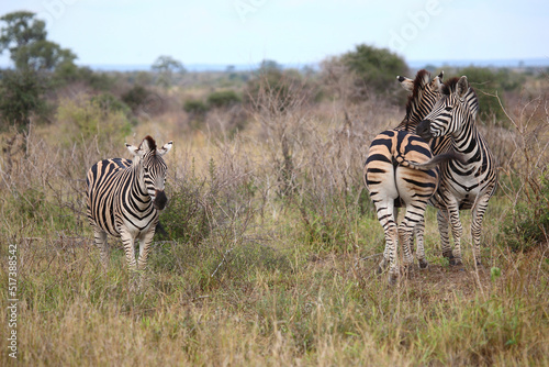 Steppenzebra   Burchell s zebra   Equus burchellii.