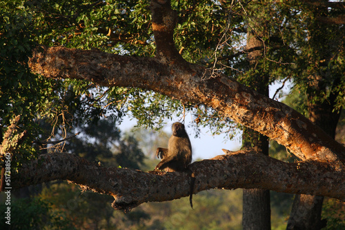 Bärenpavian / Chacma baboon / Papio ursinus..