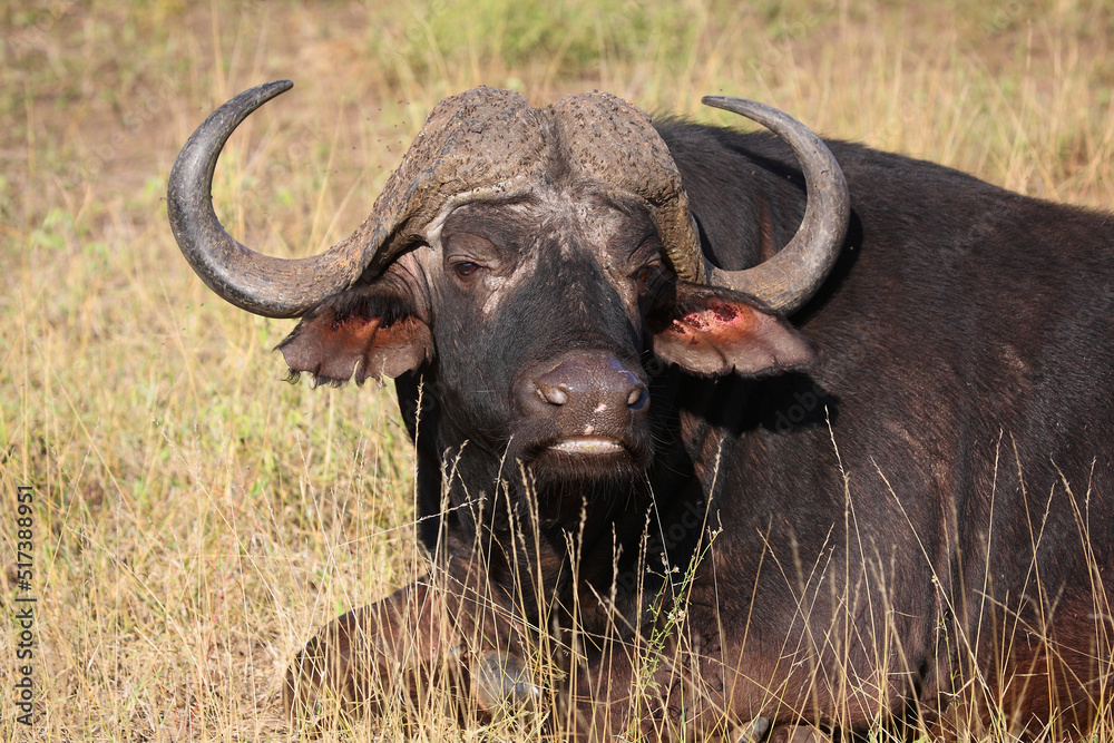 Kaffernbüffel / African buffalo / Syncerus caffer Kaffernbüffel / African buffalo / Syncerus caffer