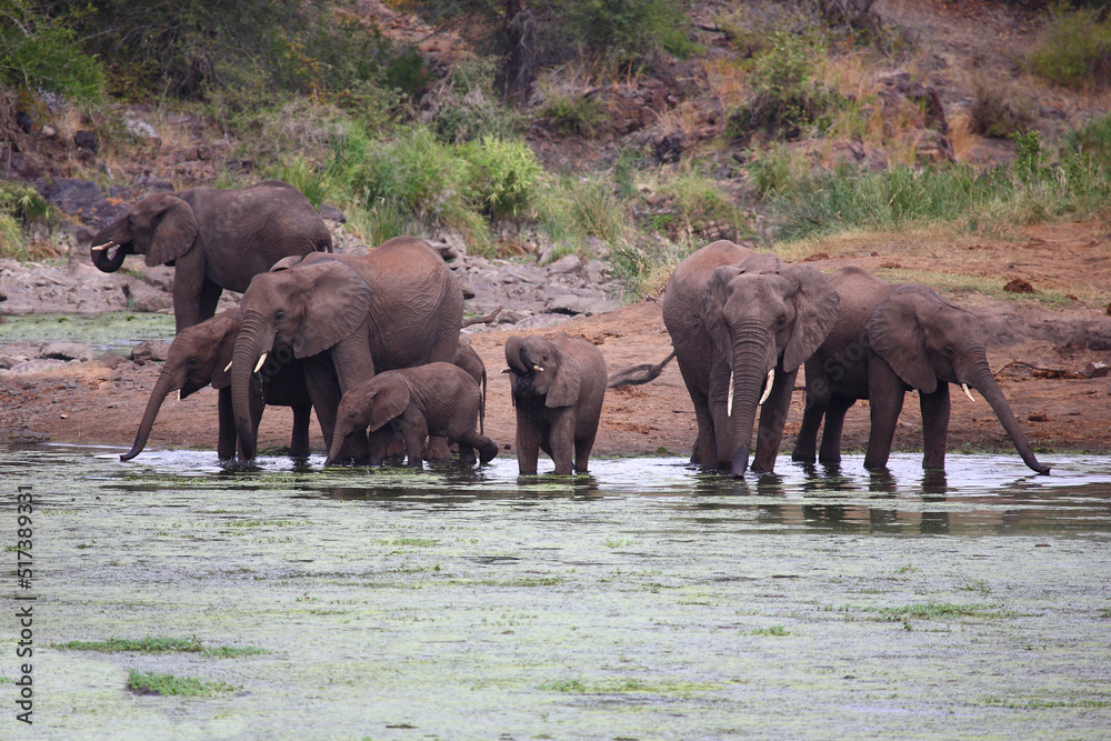 Fototapeta premium Afrikanischer Elefant im Sweni River / African elephant in Sweni River / Loxodonta africana.