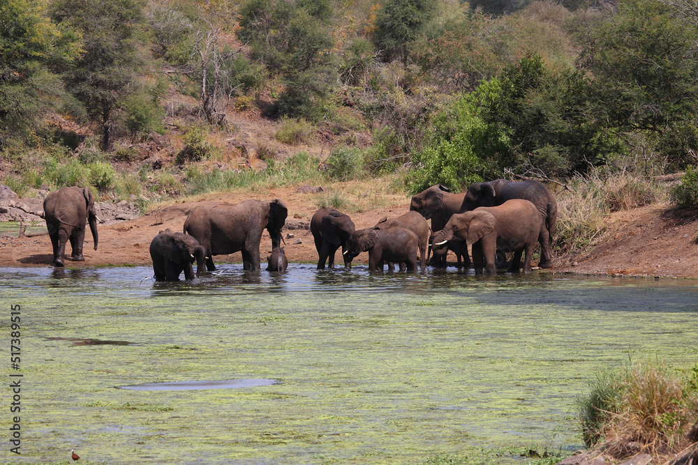 Afrikanischer Elefant im Sweni River / African elephant in Sweni River / Loxodonta africana. Afrikanischer Elefant im Sweni River / African elephant in Sweni River / Loxodonta africana.