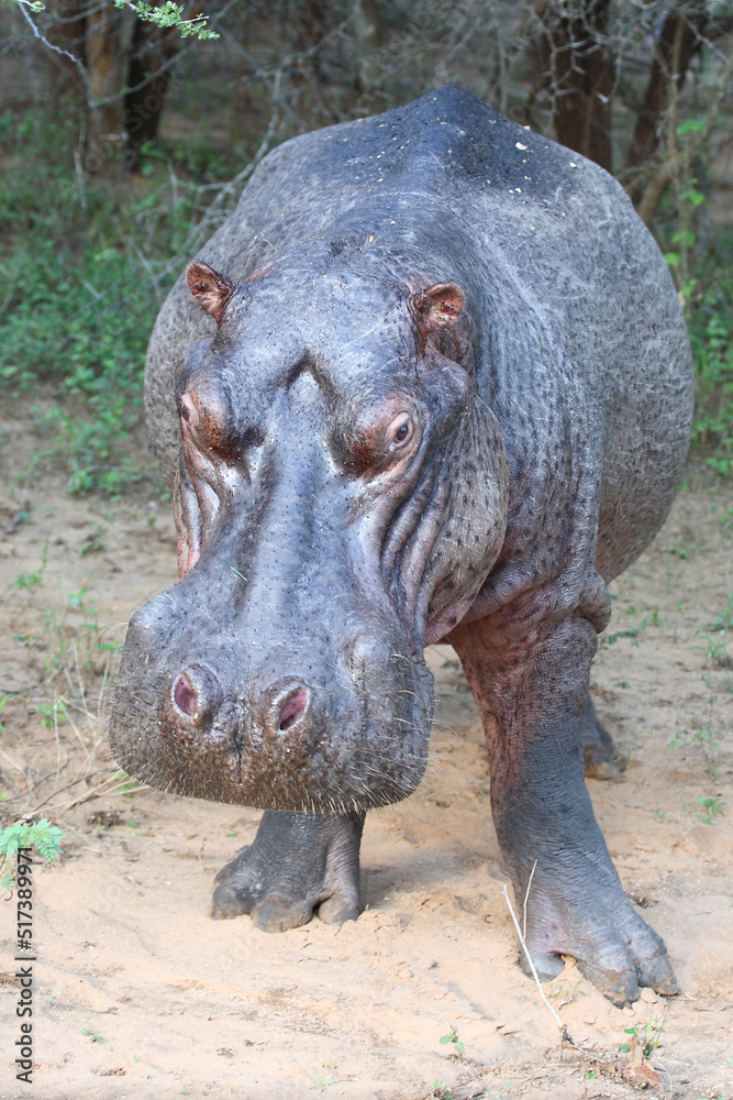 Flußpferd / Hippopotamus / Hippopotamus amphibius Flußpferd / Hippopotamus / Hippopotamus amphibius