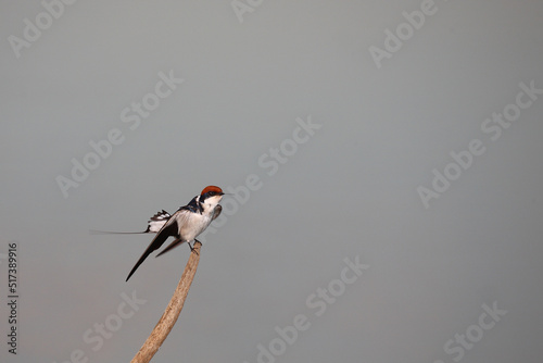 Rotkappenschwalbe / Wire-tailed swallow / Hirundo smithii photo