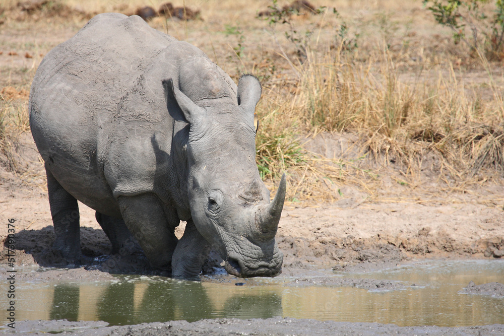 Breitmaulnashorn / Square-lipped rhinoceros / Ceratotherium simum Breitmaulnashorn / Square-lipped rhinoceros / Ceratotherium simum