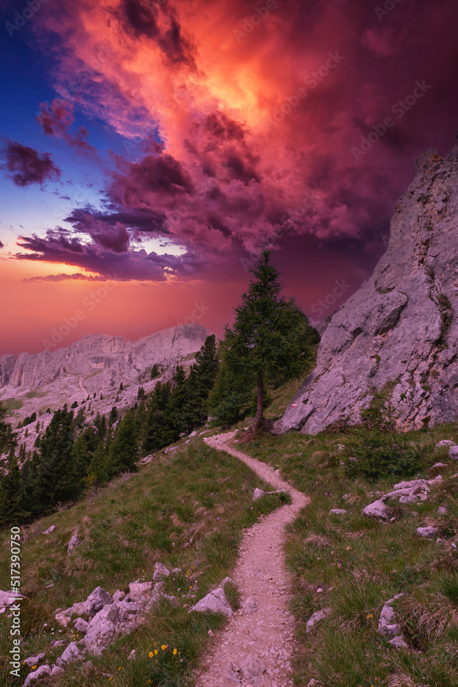 fir tree in the path at sunset of the dolomites mountain group of the catinaccio trentino