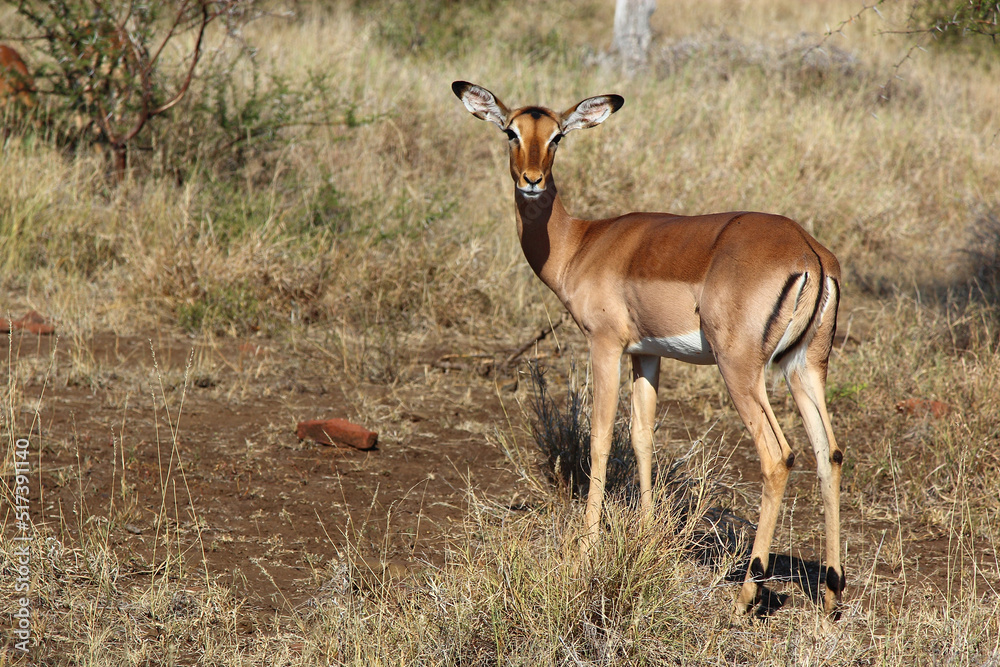 Naklejka premium Schwarzfersenantilope / Impala / Aepyceros melampus