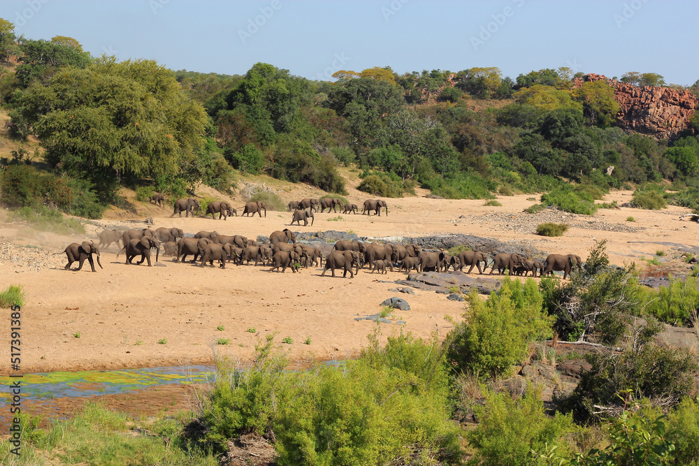 Afrikanischer Elefant im Timbavati River/ African elephant in Timbavati River / Loxodonta africana. Afrikanischer Elefant im Timbavati River/ African elephant in Timbavati River / Loxodonta africana.