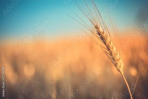 Wheat field sunset. Ears of golden wheat closeup. Rural scenery under shining sunlight. Close-up of ripe golden wheat  blurred golden Harvest time concept. Nature agriculture  sun rays bright farming 
