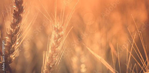 Wheat field sunset. Ears of golden wheat closeup. Rural scenery under shining sunlight. Close-up of ripe golden wheat  blurred golden Harvest time concept. Nature agriculture  sun rays bright farming 