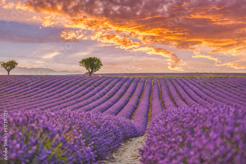 Beautiful nature landscape. Stunning scenic landscape with lavender field at sunset. Blooming violet fragrant lavender flowers with sun rays with warm sunset sky. Amazing picturesque tranquil scene
