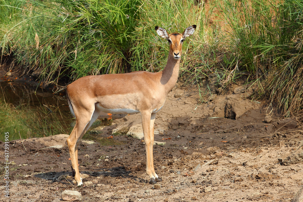 Schwarzfersenantilope / Impala / Aepyceros melampus Schwarzfersenantilope / Impala / Aepyceros melampus