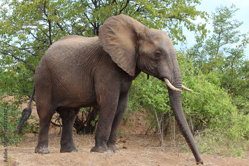 Afrikanischer Elefant / African elephant / Loxodonta africana