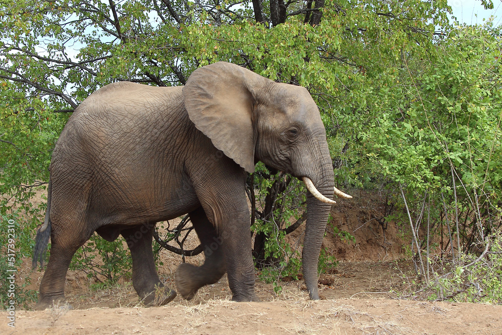 Fototapeta premium Afrikanischer Elefant / African elephant / Loxodonta africana