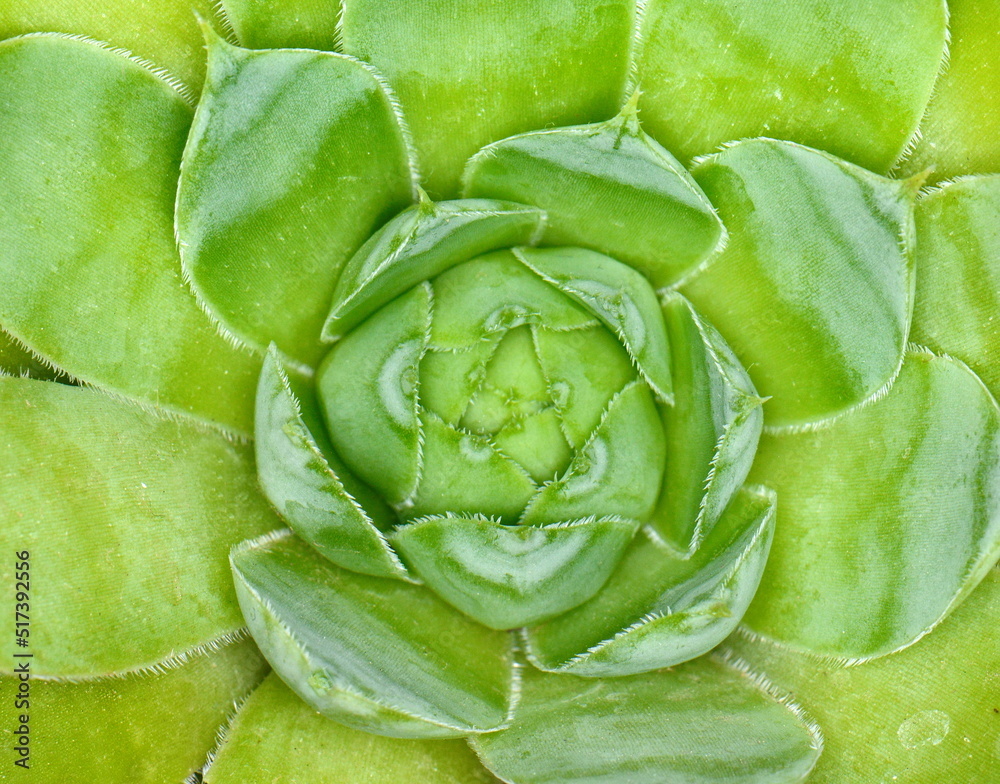 Fototapeta premium Close up view on the succulent leaves of the plant