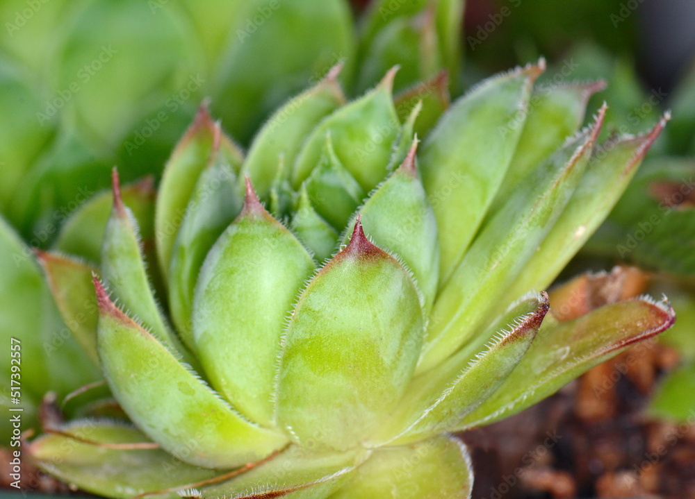 Close up view on the succulent leaves of the plant Close up view on the succulent leaves of the plant
