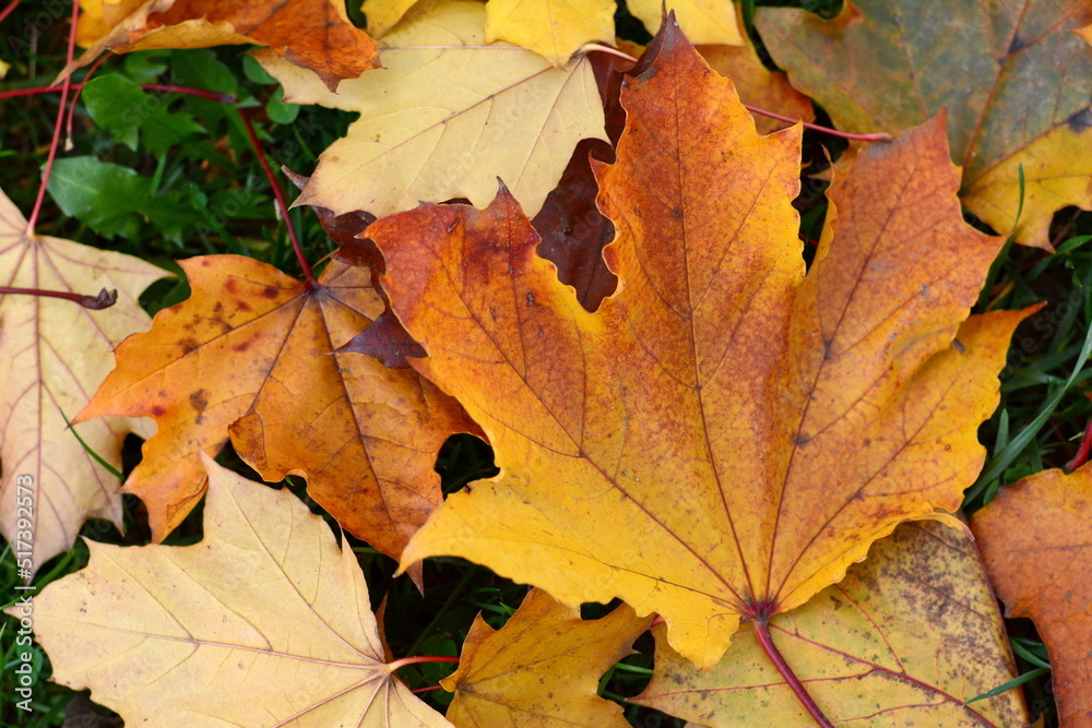 Yellow and Orange Autumn Leaves Background