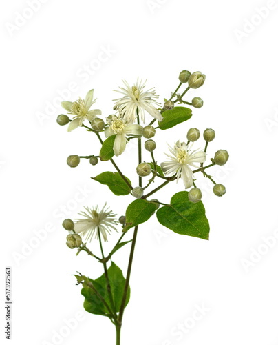 Flowers and leafs of Clematis , lat. Clematis vitalba L., isolated on white background  photo