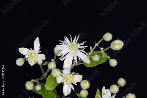Flowers and leafs of Clematis , lat. Clematis vitalba L., isolated on black background  photo