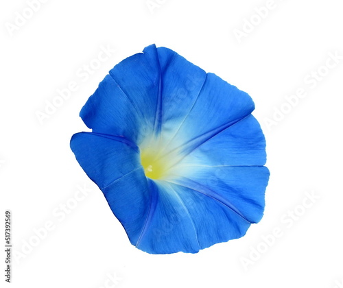 Obraz na plátne Blue morning glory flower isolated on white background