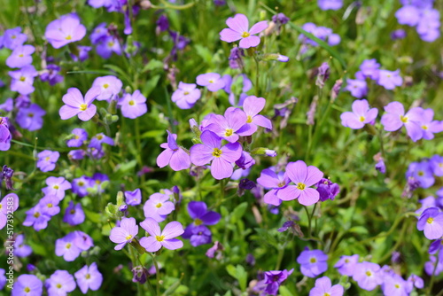 Summer meadow. Aubrieta deltoidea flowers.