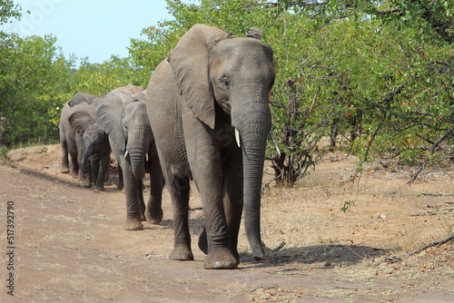 Afrikanischer Elefant   African elephant   Loxodonta africana