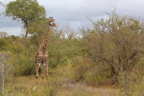Photography Giraffe / Giraffe / Giraffa camelopardalis