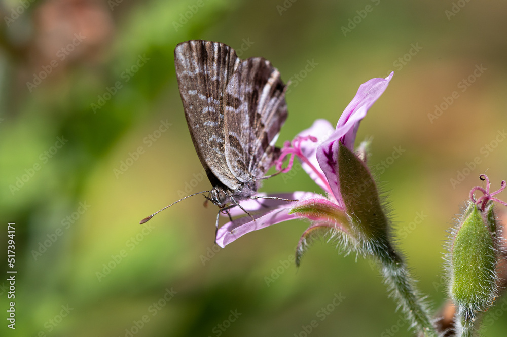 Fototapeta premium Cacyreus marshalli - Geranium bronze - Brun des pélargoniums