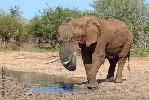 Afrikanischer Elefant / African elephant / Loxodonta africana