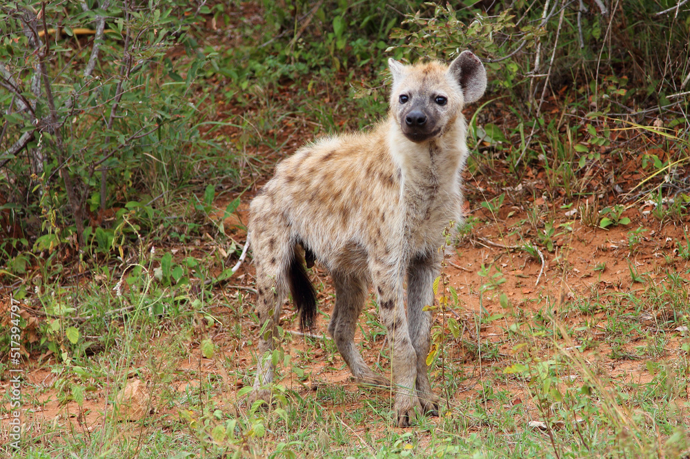 Tüpfelhyäne / Spotted hyaena / Crocuta crocuta... Tüpfelhyäne / Spotted hyaena / Crocuta crocuta...