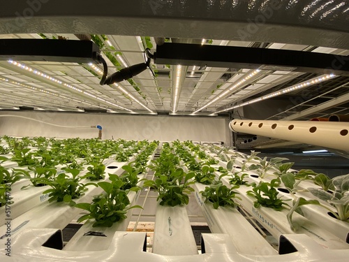 Urban vertical farm in hydroponics trays under white light