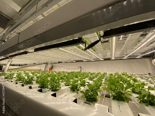 Urban vertical farm in hydroponics trays under white light