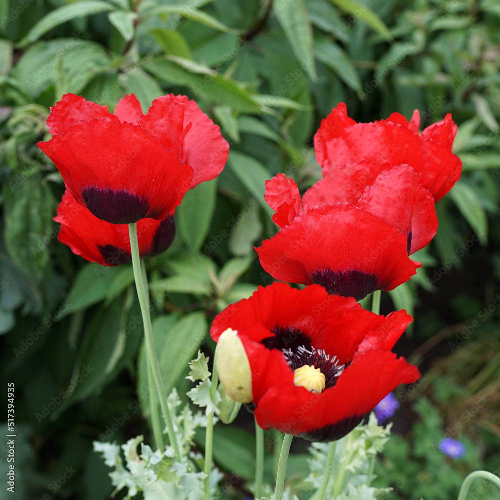 Obraz premium Vibrant red Papaver somniferum, Opium poppy or Breadseed poppy flowers. Many varieties do not produce a significant quantity of opium, but they have all edible seeds.