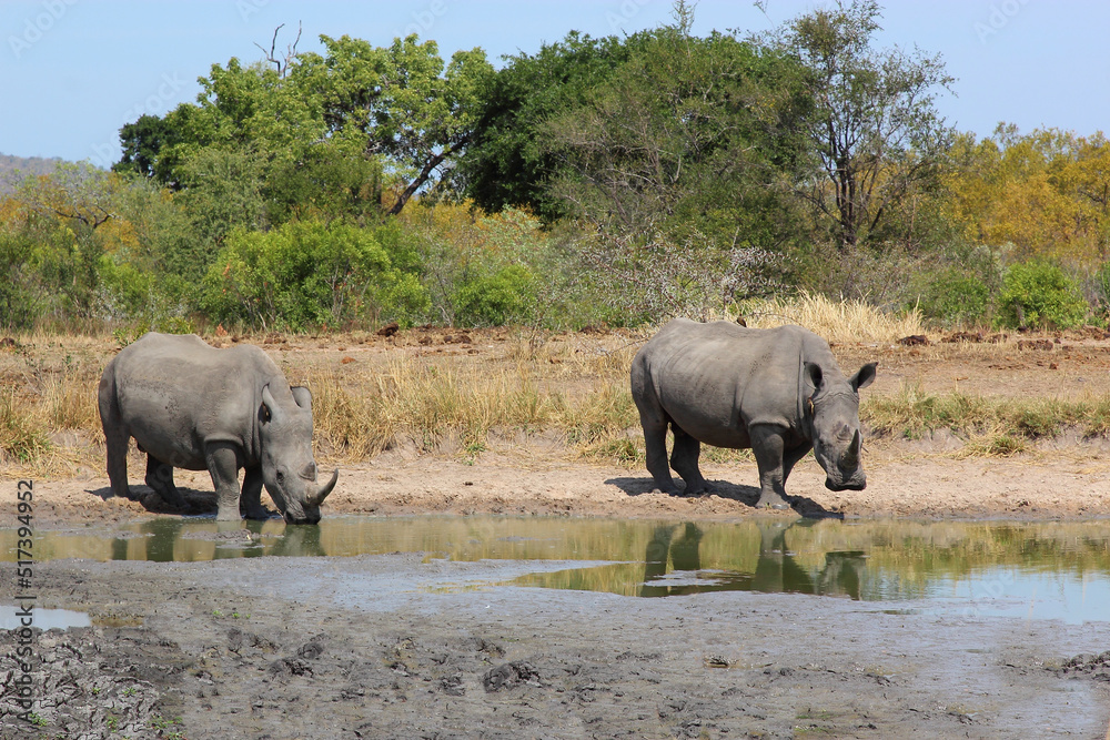 Fototapeta premium Breitmaulnashorn / Square-lipped rhinoceros / Ceratotherium simum