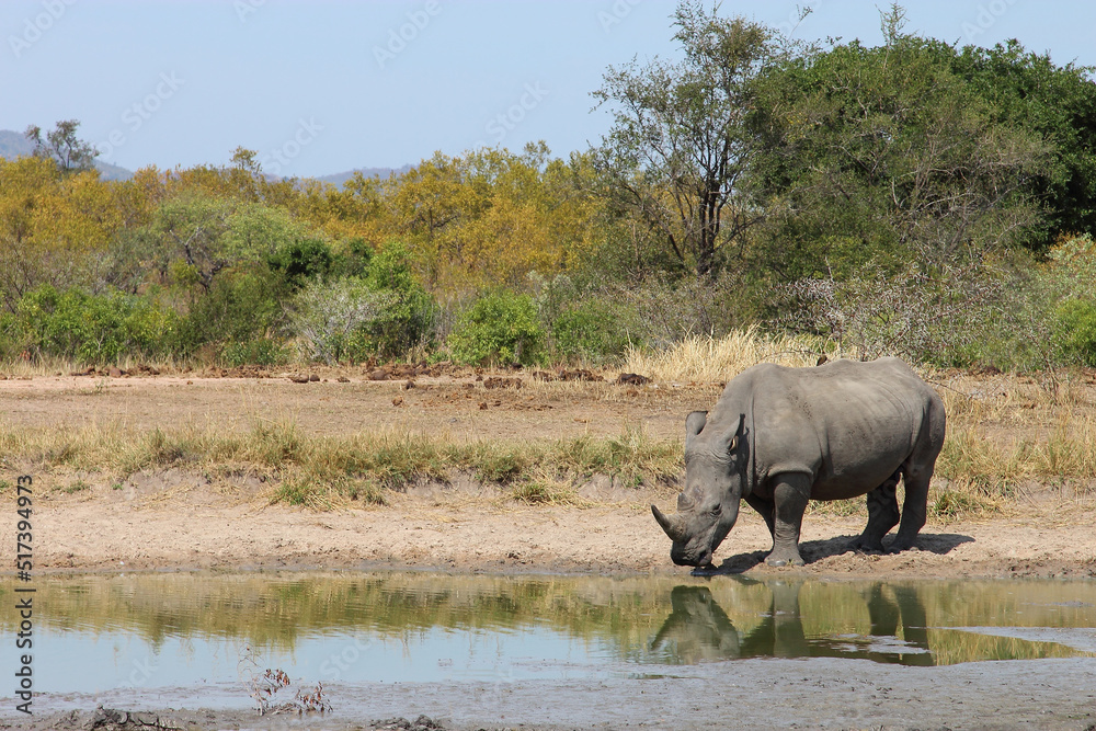Breitmaulnashorn / Square-lipped rhinoceros / Ceratotherium simum Breitmaulnashorn / Square-lipped rhinoceros / Ceratotherium simum