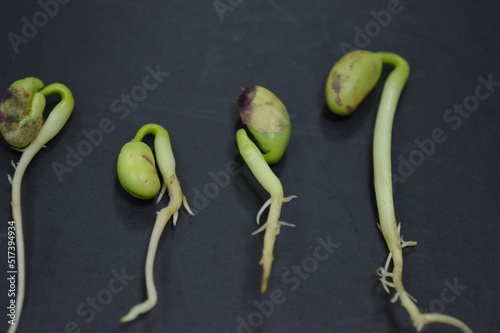 Closeup of soybean seeds germinating on a black base