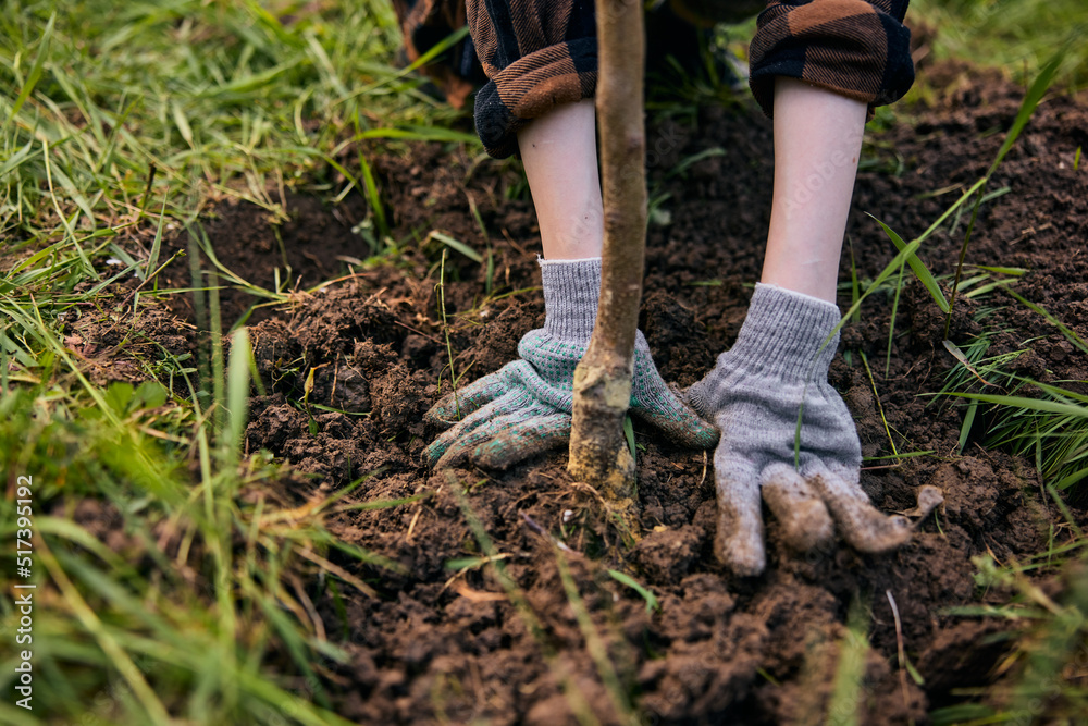 hands of a woman in work gloves planting a young tree in the garden hands of a woman in work gloves planting a young tree in the garden