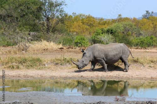 Breitmaulnashorn   Square-lipped rhinoceros   Ceratotherium simum