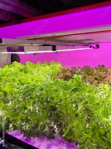 Hydroponic lettuce grown in indoor vertical farm with pink light in Sao Paulo